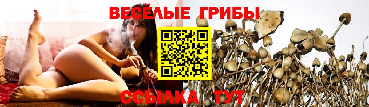 Псилоцибиновые грибы Psilocybe Гусев